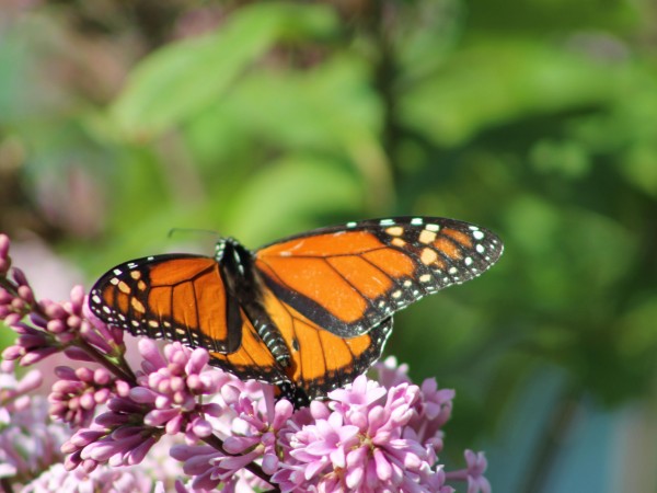 Image of Monarch Butterfly Necaring on Lilacs