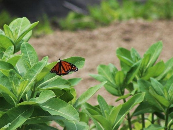 Image of Monarch Butterfly Laying Eggs on Milkweed