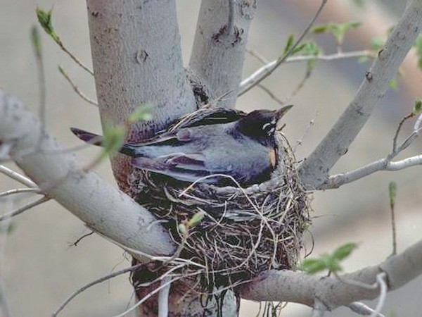 American Robin Sitting on the Nest