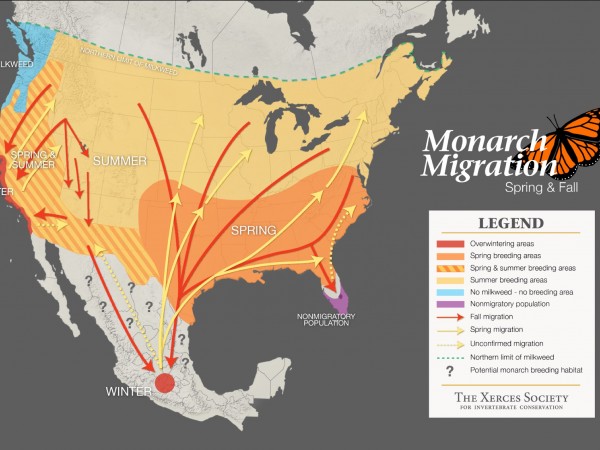 Maps showing range of milkweed and monarch migration