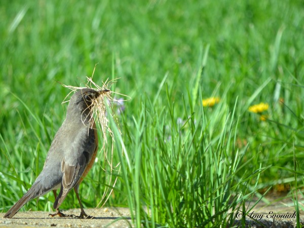 Robin carrying nesting material