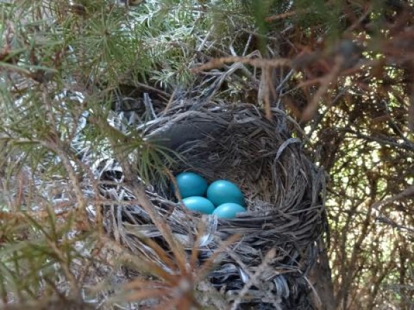 Image of a robin eggs in a nest