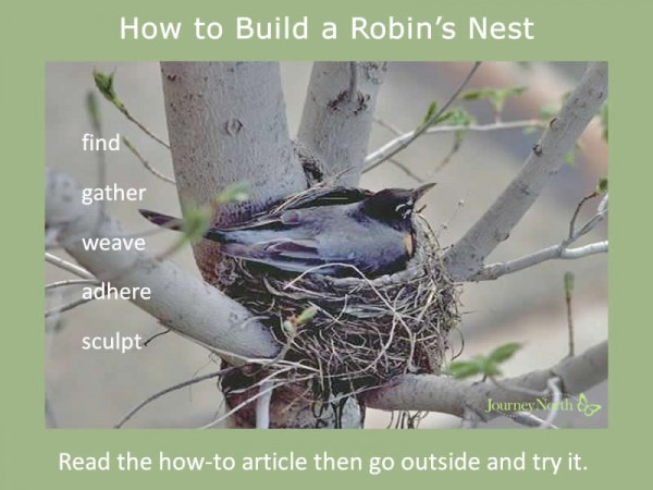 Journal: Robin Sitting on a Nest