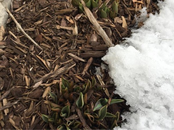 Photo of tulips emerging under the snow