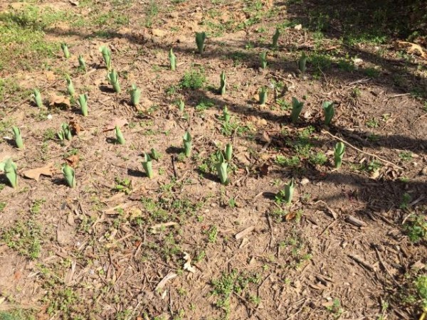 Photo of tulips emerging