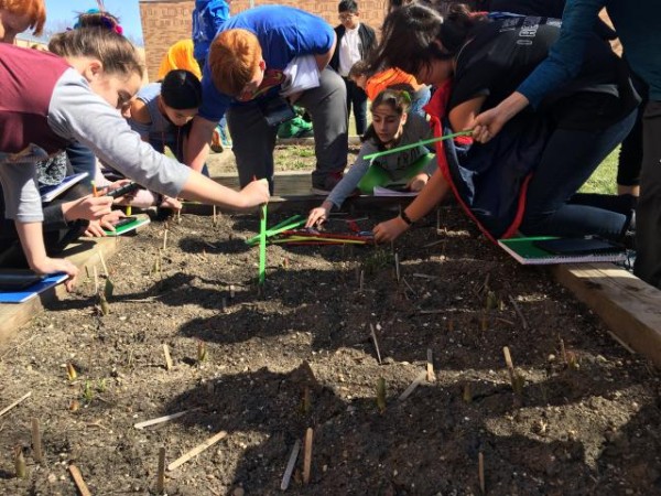 Photo of kids measuring emerging tulips