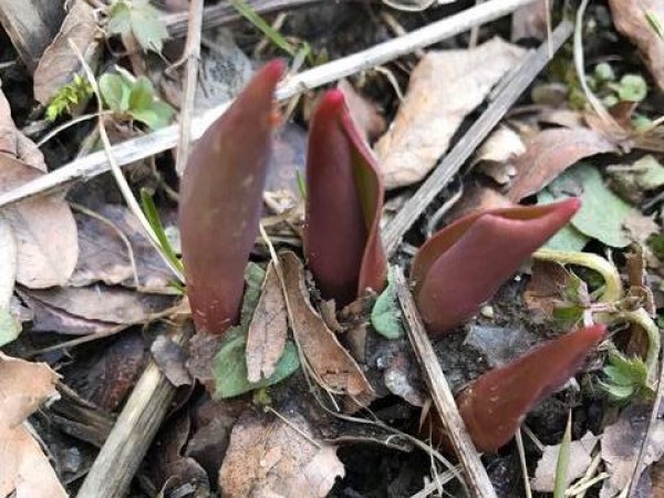 Photograph of emerging tulips.