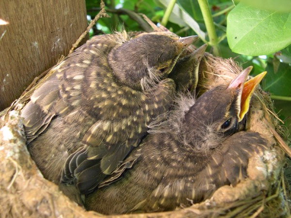 Baby robins in the nest, ready to fledge