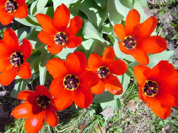 Photograph of blooming tulips.