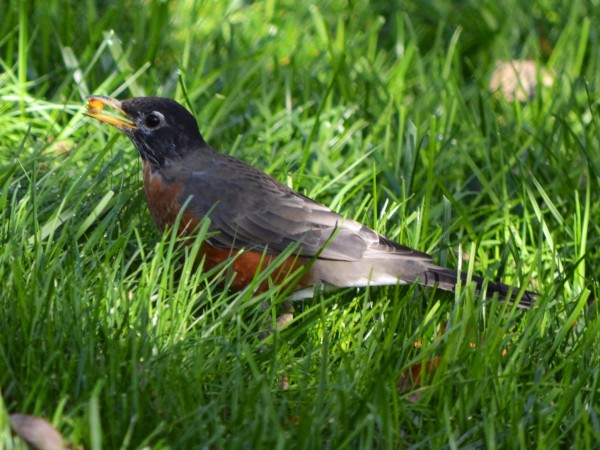Image of a Robin Foraging in Grass