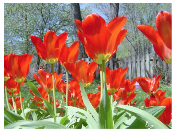 Photo of tulip flowers