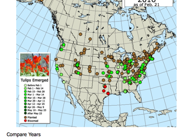 Maps of tulip gardens by year.