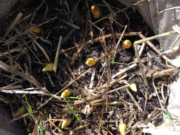 Photo of tulips emerging under straw