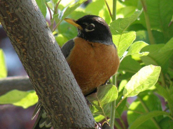 Image of a robin in a tree