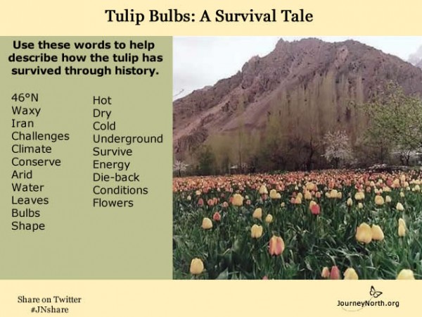 Photo of infographic of tulip history