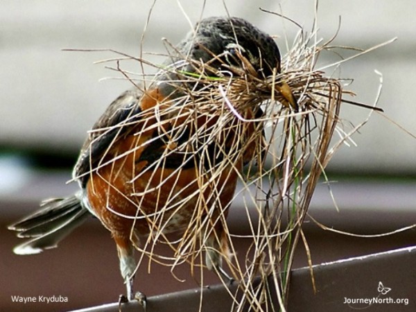 Image of a robin carrying nesting materials