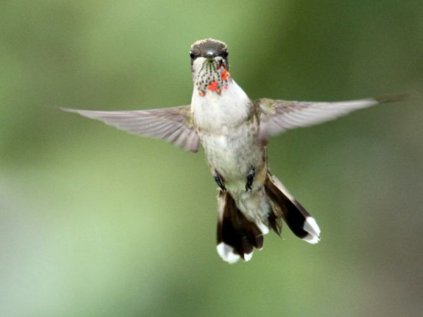 photo of juvenile male ruby-throated hummingbird