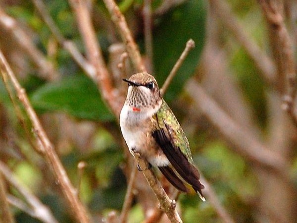 Photo of juvenile male ruby-throated hummingbird