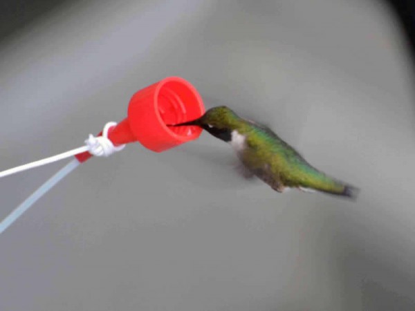 Image of hummingbird by Allison Heater