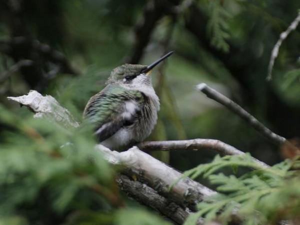 Photo of perched hummingbird resting and digesting