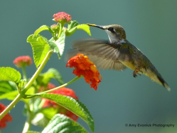 Photo of hummingbird with pollen on its bill