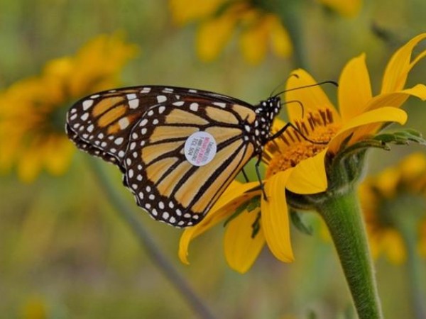 Image of a tagged monarch butterfly by Alfonso Banda