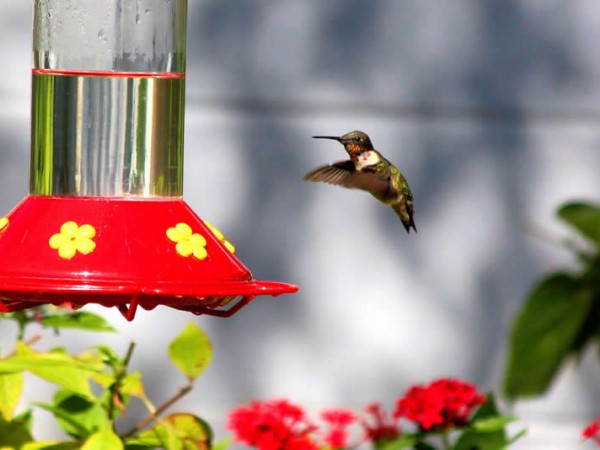 Photo of hummingbird at the feeder