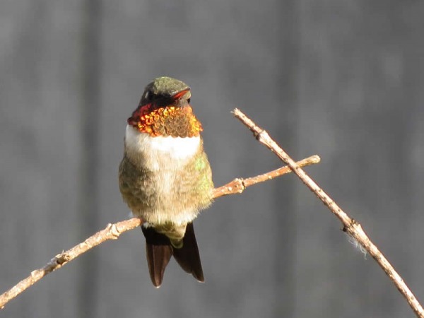 Photo of close up view of hummingbird, distinctly showing feathers