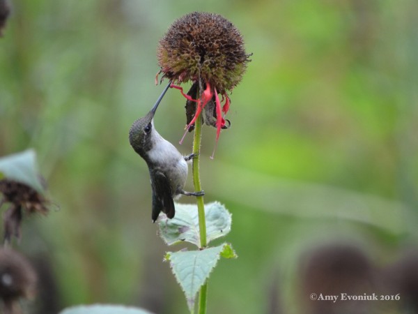 Photo of hummingbird nectaring on Monarda