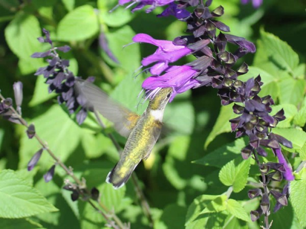 Photo of hummingbird nectaring on purple salvia