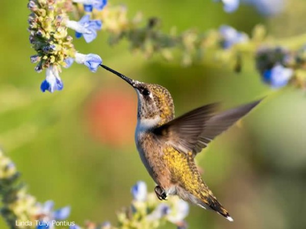 Photo of hummingbird hovering at blooms