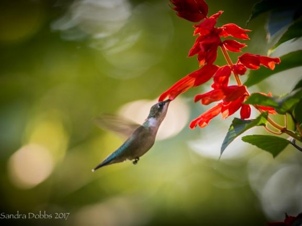 Image of hummingbird by Sandra Dobbs