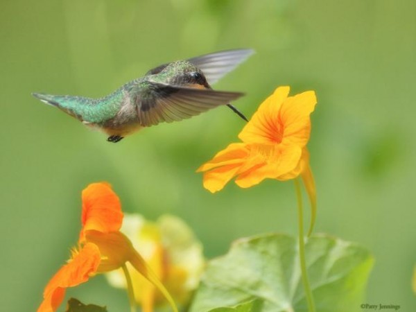 Hummingbird nectaring by Patty Jennings
