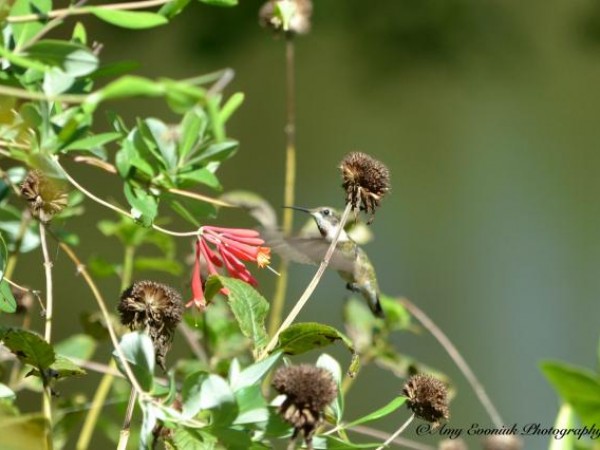 Hummingbird nectaring by Amy Evoniuk