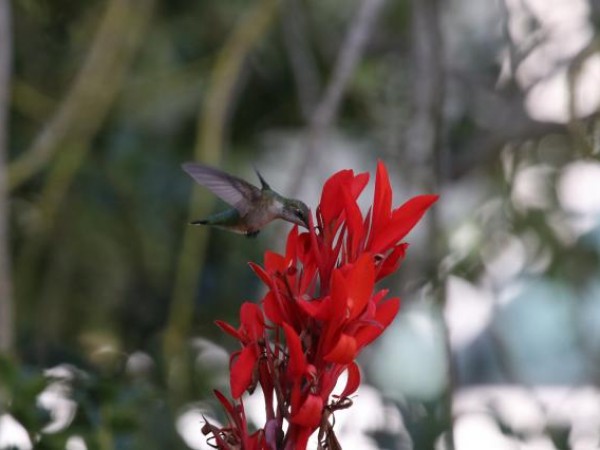 Hummingbird nectaring by Tom Chambers