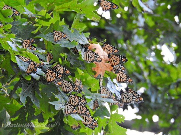 Monarch Butterflies at Overnight Roost
