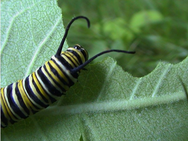 Facts Monarch Butterfly Life Cycle