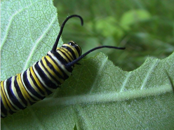 Monarch Butterfly Larva Eating Milkweed