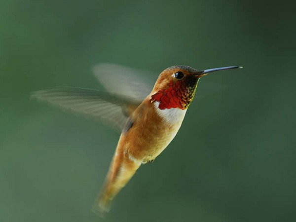Photo of Rufous hummingbird gorget
