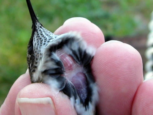 Checking hummingbird for fat by Rachel Powless
