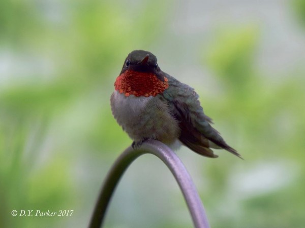 Photo of Ruby-throat gorget showing brightly