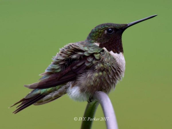 Photo of Ruby-throat gorget dark-colored