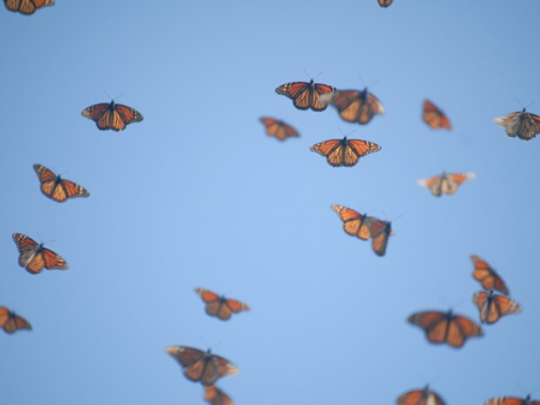 Image: Monarch Butterflies in Flight