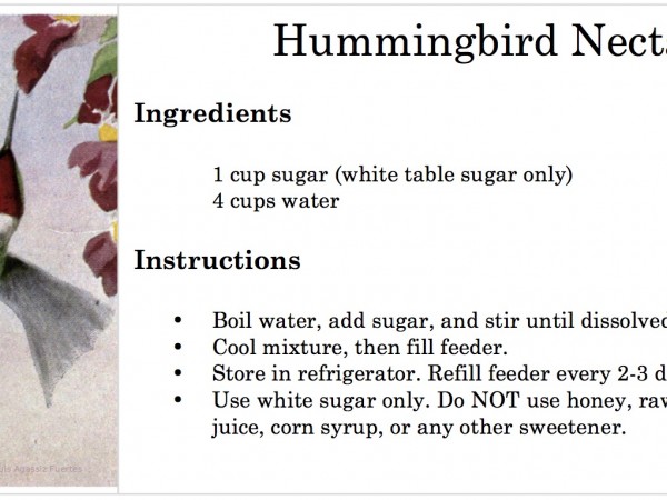 Photo of the recipe for hummingbird nectar