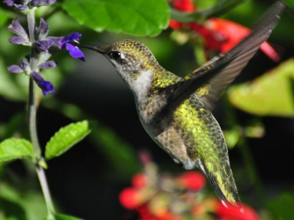 Image of hummingbird by Russ Thompson
