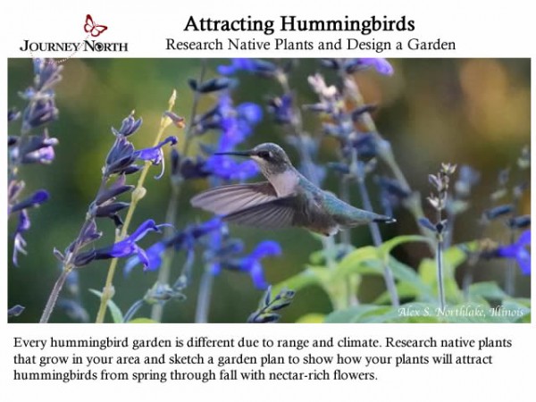 Infographic of attracting hummingbirds