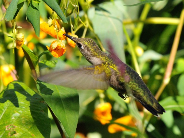 Photo of hummingbird nectaring on spotted jewelweed