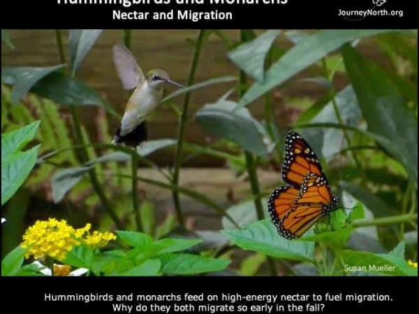 Infographic: Hummingbirds and Monarchs: Nectar-fueled Migrations