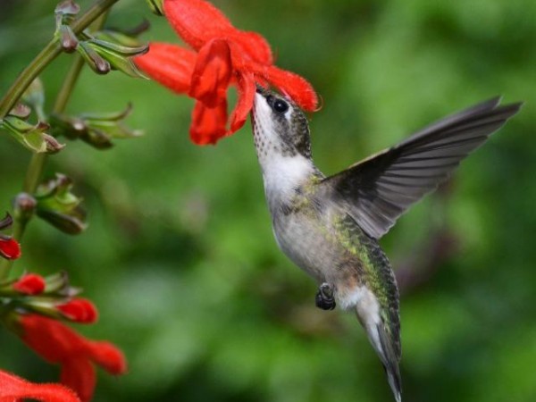 Image of hummingbird nectaring on cardinal flower