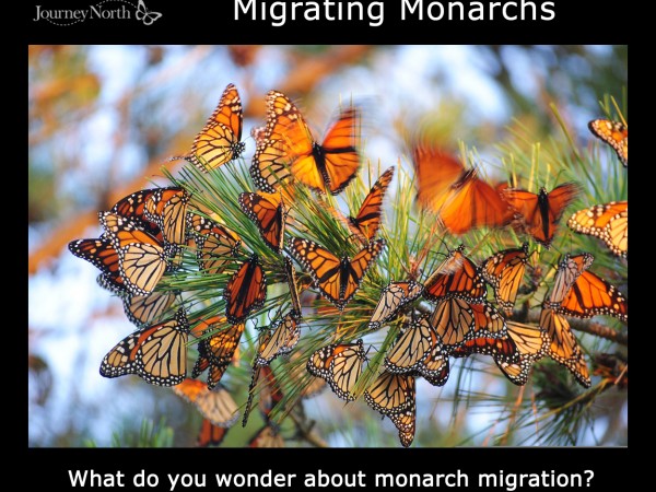 Infographic: What Do you Wonder about Monarch Migration